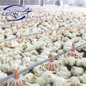 Das neueste Modell eines vollautomatischen Broiler-Pfannen-Fütterungssystems im Jahr 2021