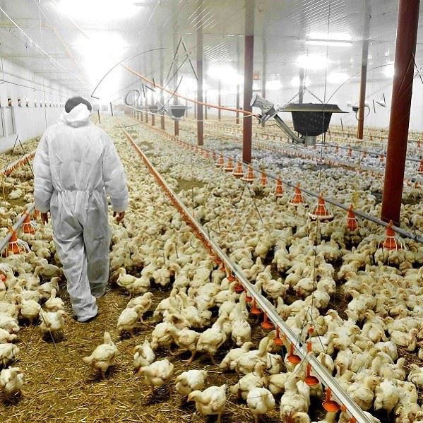 Chicken Floor Raising Broiler Farm House