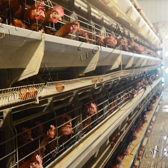 Equipment Used in Poultry Farming Equipment Used in Poultry Farming