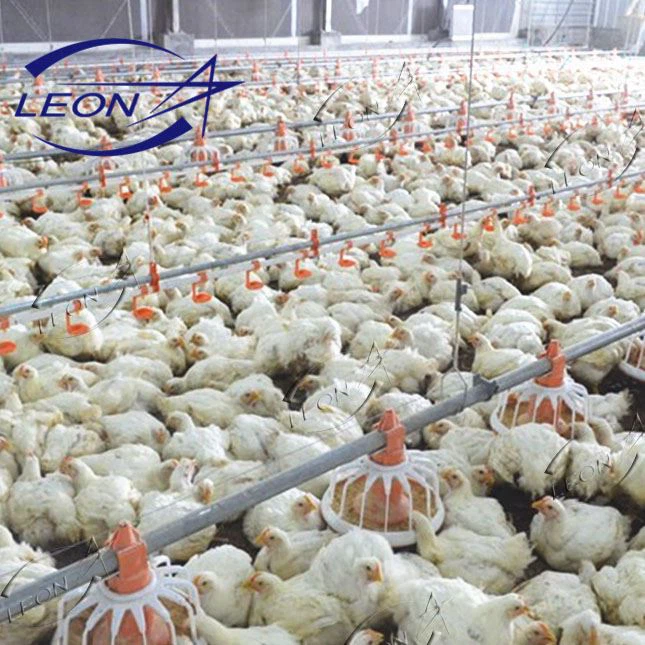 Poultry Equipment for Chicken Farm