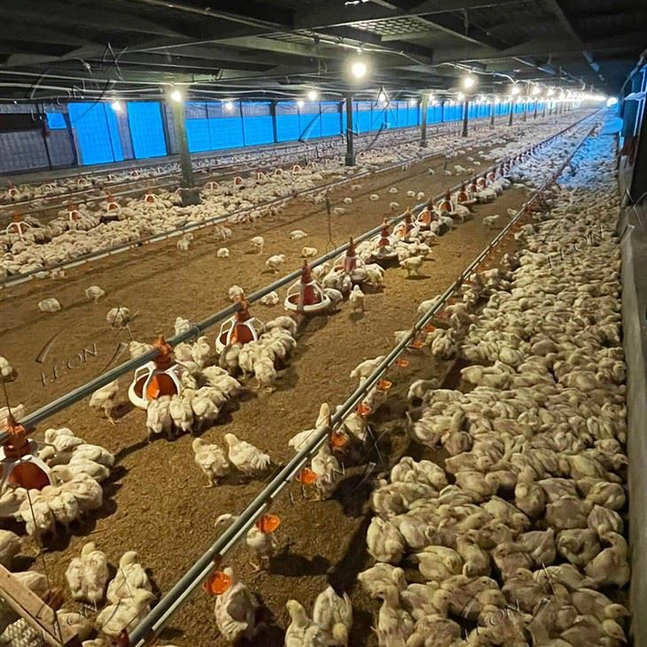 Poultry Equipment for Chicken Farm