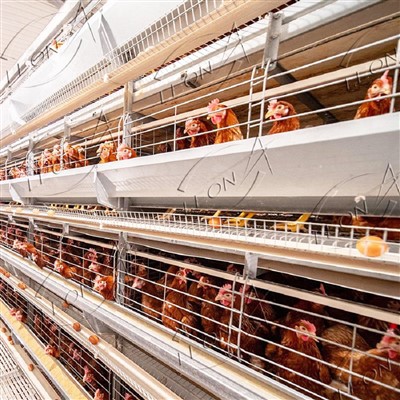 Automatisches H -Typ -Käfigsystem für Schichten