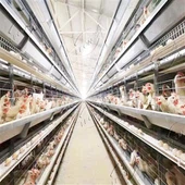 Ausrüstung für Geflügelkäfige vom Typ H